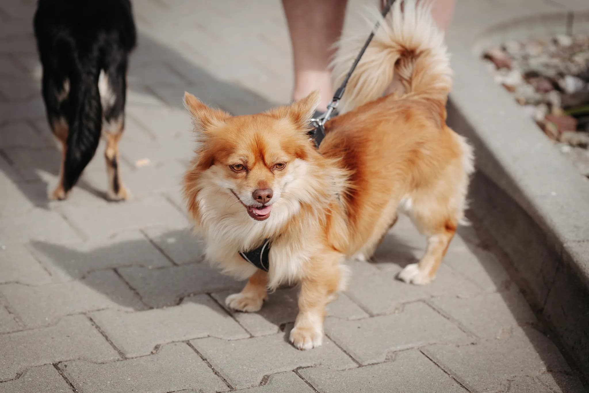 Backstubenfest Bäckerei Bergmann 2025